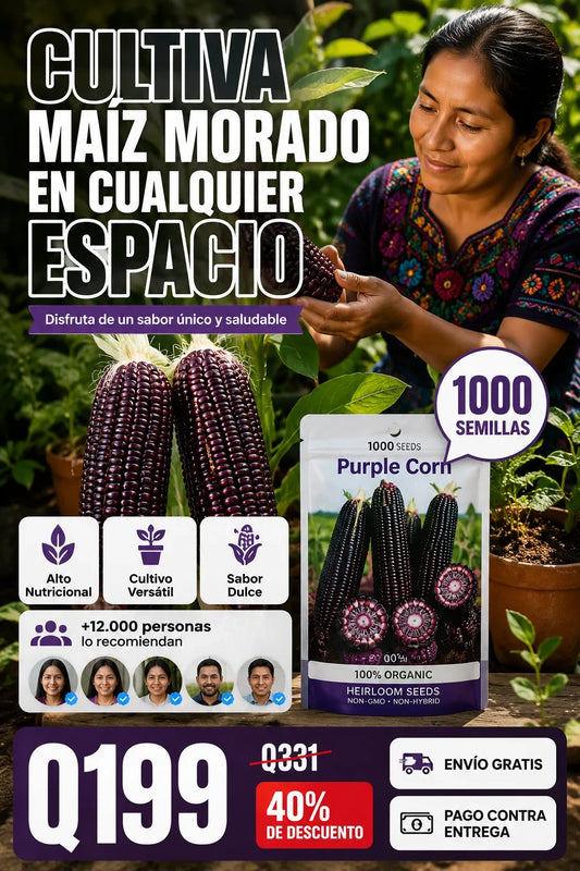 Semillas de Maíz Morado Dulce Premium (1000 Semillas)